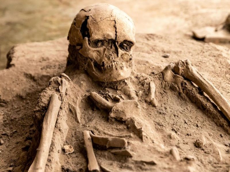 fossilized skeleton