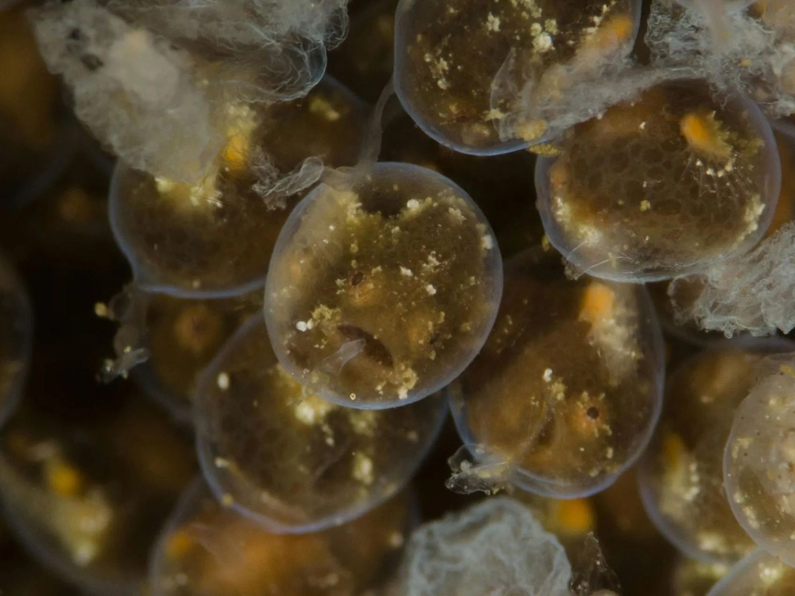 fish eggs