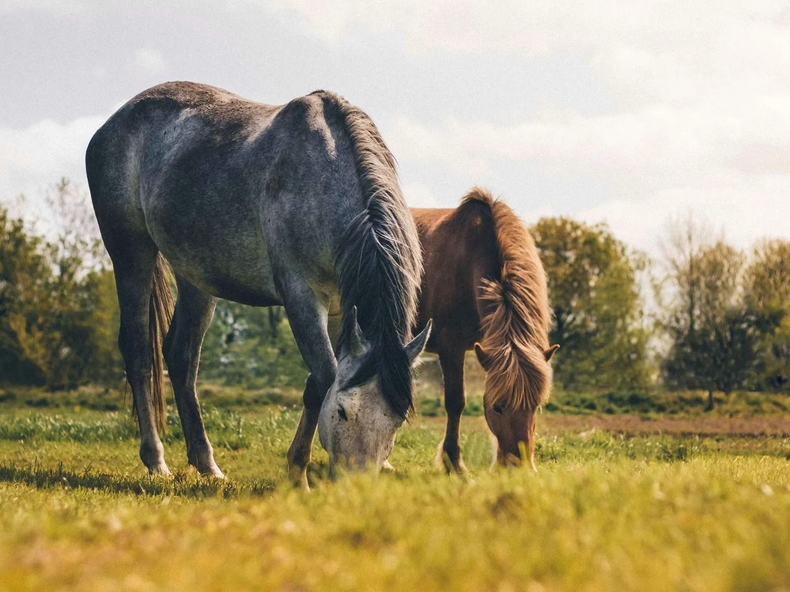 grazing horses